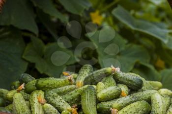 Cucumbers harvest in garden. Fresh small large gherkin cucumber backdrop. Healthy green food