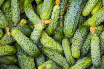 Cucumbers with dried flowers backdrop. Fresh small large gherkin cucumber backdrop. Healthy green food
