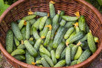 Harvesting cucumbers in basket. Fresh small large gherkin cucumber backdrop. Healthy green food