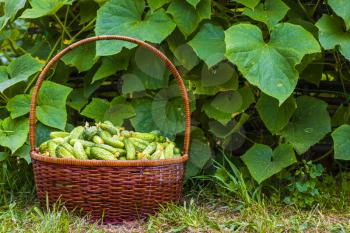 Basket with cucumbers harvest in garden. Fresh small large gherkin cucumber backdrop. Healthy green food
