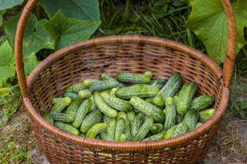 Basket with cucumbers harvest. Fresh small large gherkin cucumber backdrop. Healthy green food