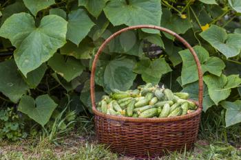 Cucumbers basket harvest in garden. Fresh small large gherkin cucumber backdrop. Healthy green food