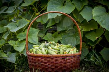 Cucumbers harvest basket in garden. Fresh small large gherkin cucumber backdrop. Healthy green food