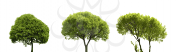 Set of Colored Silhouette Tree  Isolated on White Backgorund. Vecrtor Illustration.
