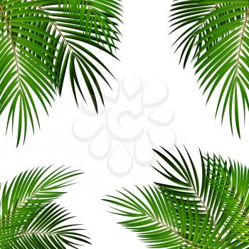 Palm Leaf Vector Background Isolated Illustration EPS10