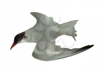 Seabird seagull. Isolated on White background. Vector Illustration. EPS10