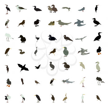 Set of black and white silhouettes of birds: dove, duck, gull, peacock and hummingbird. Vector illustration. EPS10