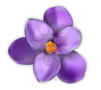 Naturalistic colorful spring flower. Opened and opened blue crocus. Vector Illustration. EPS10