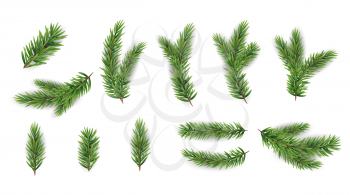 Collection Set of Realistic Fir Branches for Christmas Tree, Pine. Vector Illustration EPS10