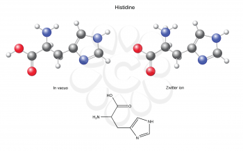 Histidine (His) - chemical structural formula and models, amino acid, in vacuo, zwitterion, 2D and 3D illustration, balls and sticks, isolated on white background, vector, eps8