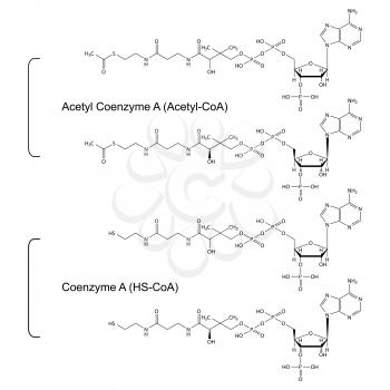 Coenzyme A and Acetyl Coenzyme A - structural chemical formulas, 2d illustration, skeletal style, isolated, vector, eps 8