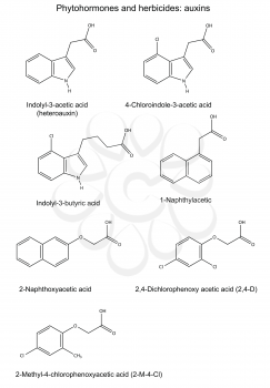 Structural chemical formulas of phytohormones and herbicides:auxins, 2D illustration, vector, isolated on white