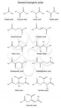 Structural chemical formulas of basic bioorganic acids (acetic, pyruvic, lactic, succinic, fumaric, malic, tartaric, oxalic, oxaloacetic, ketoglutaric, citric, isocitric, aconitic), 2D illustration, v