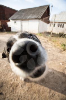 A dog with interest looks into the camera. Portrait with wide angle