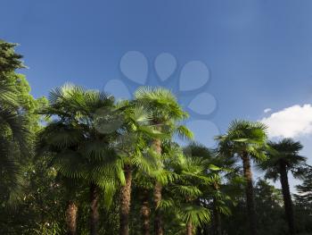 Bright tropical palm trees standing in the midday sun, outdoors shot