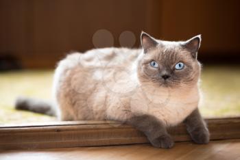 Cat portrait, indoors shot, looking with hope