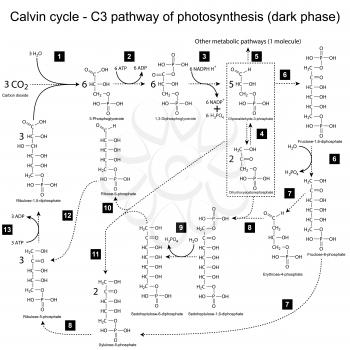 Photosynthesis Clipart