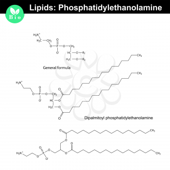 Phosphatidylethanolamine chemical structure, molecular structures of lipids, isolated on white background, 2d vector, eps 8