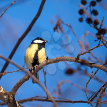 Great tit (Parus major) sit on a branch above blue sky