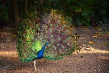 Wild Peacock goes in tropical forest with Feathers Out