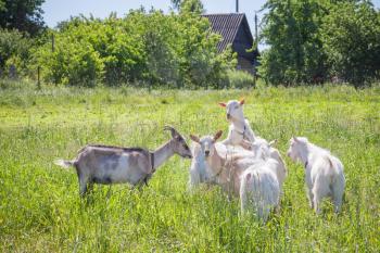 Goats on a pasture in sunny summer day