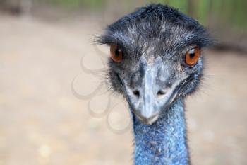Closeup photo portrait of ostrich with orange eyes