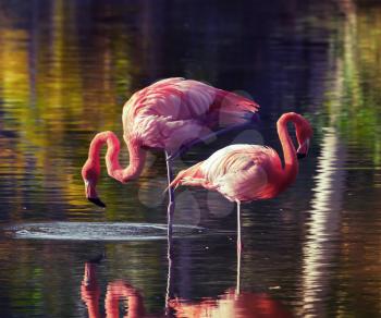 Two pink flamingos standing in the water with reflections. Vintage stylized photo, with tonal correction filter like instagram