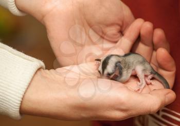 Helpless Sugar glider cub. Petaurus breviceps, arboreal gliding possum lays on woman hand