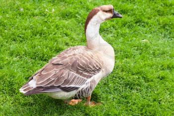 Big gray brown goose stands on green grass