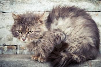 Gray homeless longhair cat sitting on a wooden bench