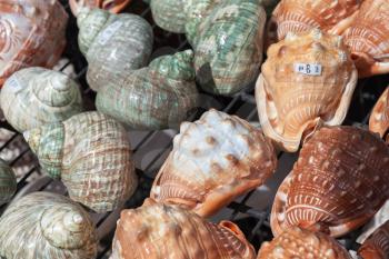 Colorful sea shells as a souvenirs lay on the market counter with price label