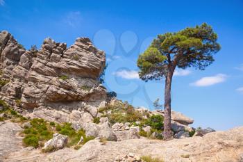 Nature of Corsica island, mountain landscape with pine tree growing on rock