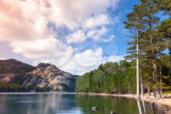 Wild landscape with still lake, pine trees and mountains on a background. Corsica island, France, L'Ospedale lake