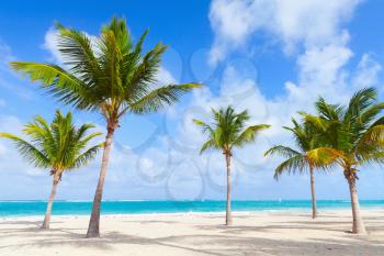 Palm trees grow on empty beach with white sand. Coast of Atlantic ocean, Dominican republic