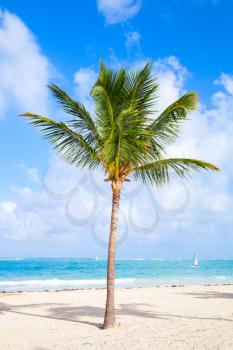 Coconut palm tree growing on a sandy beach. Coast of Atlantic ocean, Dominican republic