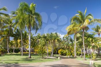 Park with coconut palm trees in Dominican republic