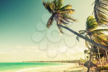 Palm trees grow on a beach. Coast of Atlantic ocean, Dominican republic. Vintage toned effect, old style color correction