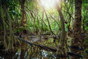 Wild tropical forest landscape with mangrove trees growing in water and lens flare from the shining sun
