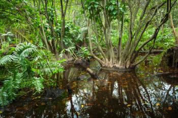 Wild tropical forest landscape with mangrove trees growing in the water