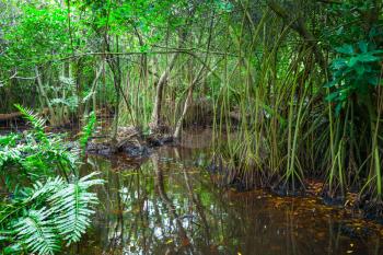 Mangrove trees growing in the water. Wild dark tropical forest landscape