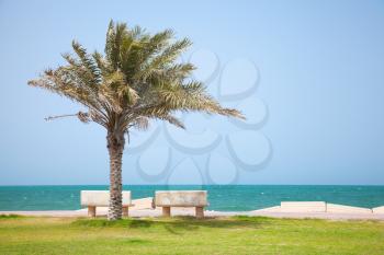 Date tree on the coast of Persian Gulf, Saudi Arabia