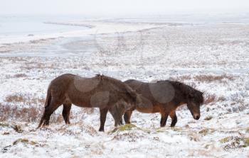 Two Icelandic horses walk on cold snow-covered field