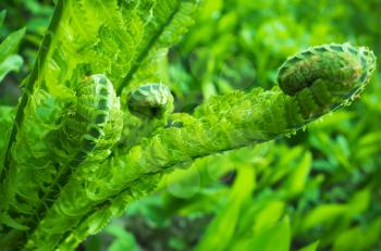Fresh twisted fern sprout, macro photo with selective focus