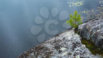 Ladoga lake, coastal landscape. Pine tree grow in crack of a coastal rock