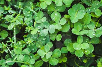 Wild fresh green clover leaves, background photo texture