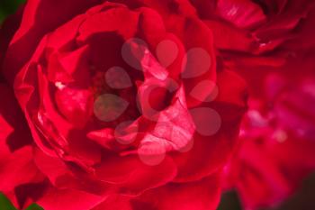 Red rose flower fragment, macro photo with soft selective focus