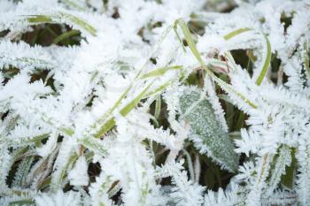 White frost covers green grass in early winter morning, Norway