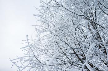 Tree branches with show and frost, winter natural,  background photo