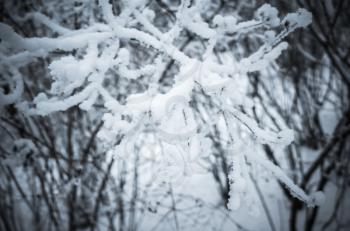 Branches covered with show and frost, winter nature, background photo with soft selective focus