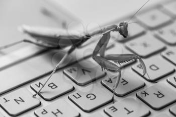 Software bug metaphor, mantis is on a laptop keyboard, black and white closeup photo with selective focus